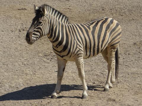 Hagenbeck