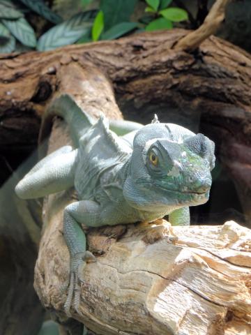 Zoologischer Garten Berlin (2019)