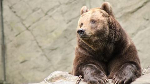 Hagenbeck