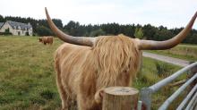 HIghland Cow