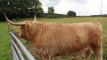 HIghland Cow