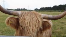 HIghland Cow