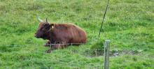 Highland Cows