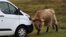 Highland Cows mal ´ganz nah