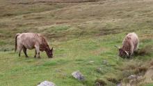 Highland Cows