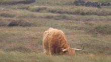 Highland Cows