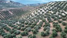 Olivenbäume und davon jede Menge