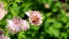 Sissinghurst Castle and Garden (2025)