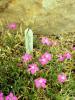 National Botanic Gardens of Ireland (2014)