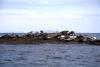 Skellig Rocks (2014)