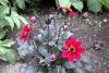 Powerscourt Gardens (2014)