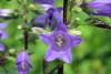 Cowbridge Physic Garden