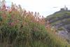 Mumbles Strand und Leuchtturm