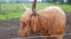 Loch Lomond und der Trossach National Park