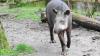 Tapir