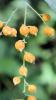 Jardín Botánico-Histórico La Concepción -  Gelbe Beeren des goldenen Tautropfen