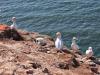Helgoland - Bastölpel(2025)