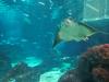 Barcelona Aquarium
