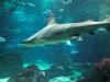 Barcelona Aquarium
