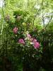 Crathes Castle Garden (2012) 