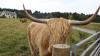 HIghland Cow