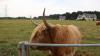 HIghland Cow