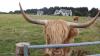 HIghland Cow