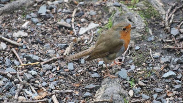 Robin