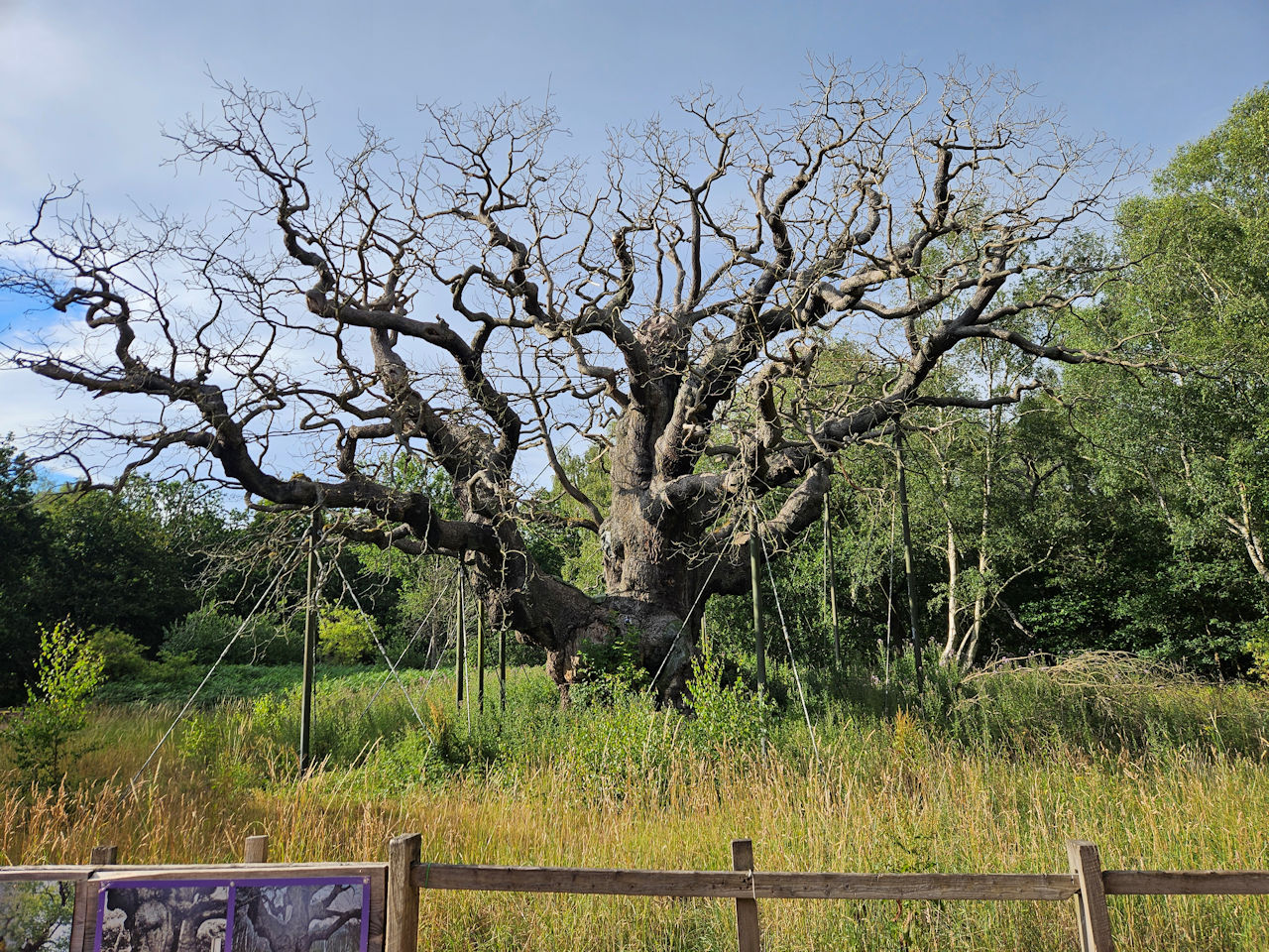 Major Oak