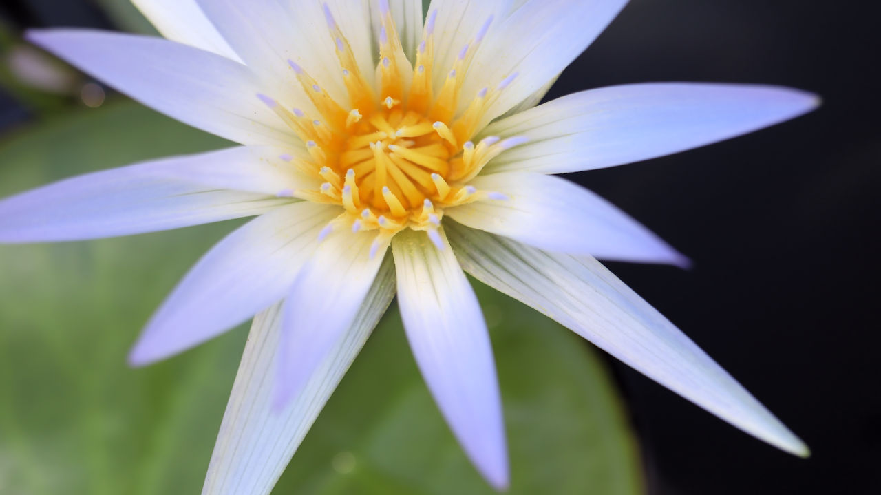 Botanischer Garten Freiburg