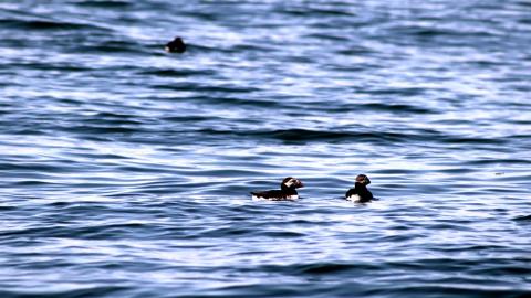 Scottish Seabird Centre - Bootstour