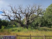 Major Oak