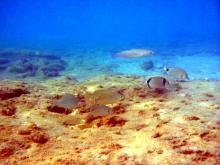 Schnorcheln vor Portes Beach
