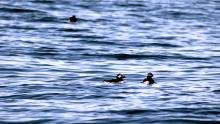 Scottish Seabird Centre - Bootstour