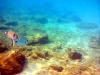Griechenland - Portes Beach - Schnorcheln