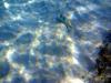 Griechenland - Portes Beach - Schnorcheln