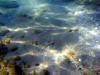 Griechenland - Portes Beach - Schnorcheln