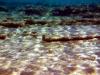 Griechenland - Portes Beach - Schnorcheln