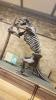 Natural History Museum London
