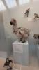 Natural History Museum London