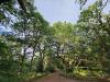 Major Oak