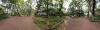 Major Oak