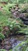 England - Stagshaw Gardens