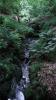 England - Stagshaw Gardens