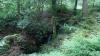 England - Stagshaw Gardens