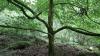 England - Stagshaw Gardens
