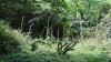 England - Stagshaw Gardens