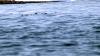 Schottland - Scotish Seabird Centre boat trip