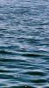 Schottland - Scotish Seabird Centre boat trip