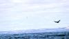 Schottland - Scotish Seabird Centre boat trip